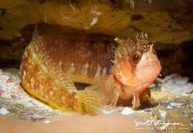 Mosshead Warbonnet-4.jpg