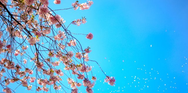 Photo of White and Red Petal Flower Under Blue Sky.jpeg