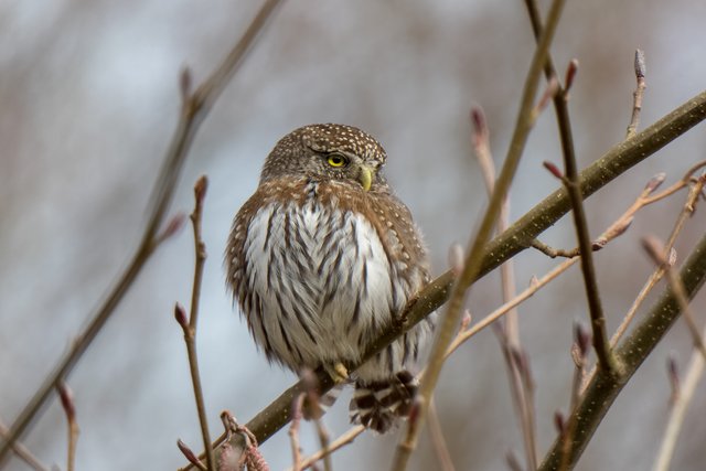 Northern Pygmy Owls.jpg