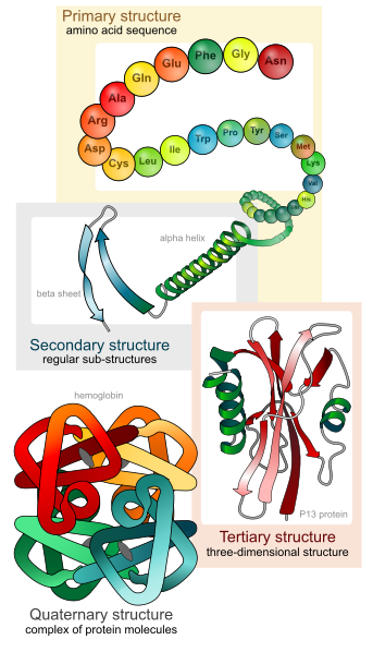 343px-Main_protein_structure_levels_en.svg.png