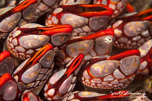 Red Gooseneck Barnacles-1.jpg