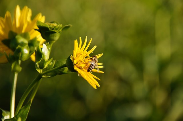 by-growing-cup-plant-2464863_1280 - Silphie mit Biene.jpg