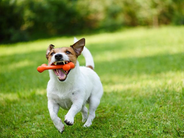 perro-hueso-naranja.jpg