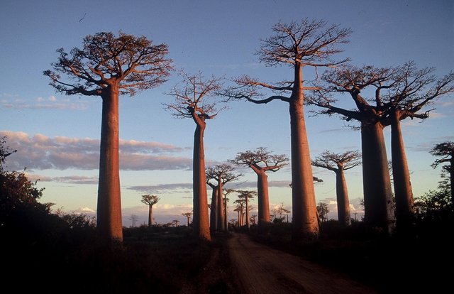 Madagascar_baobab.JPG