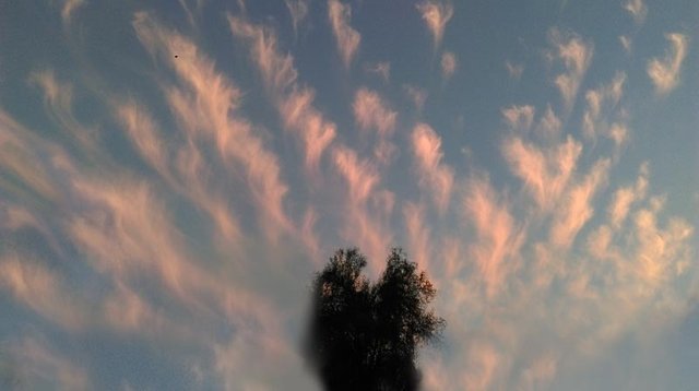 Cloud-Tree--05.jpg