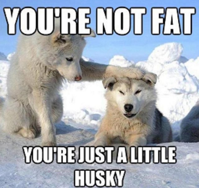 You-Are-Not-Fat-You-Are-Just-A-Little-Husky-Funny-Pet-Meme-Picture.jpg