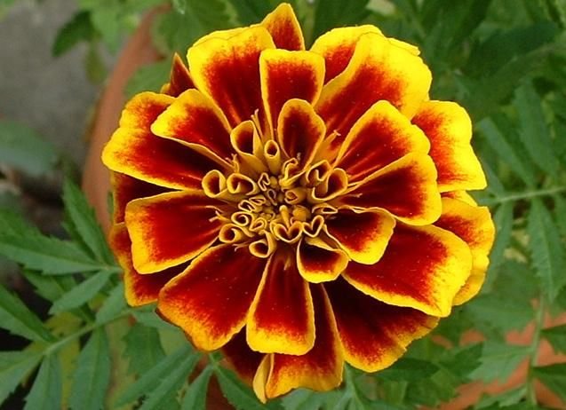 marigold.jpg