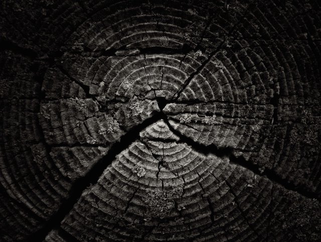 Tree Rings - Casey Neal Artwork.jpg