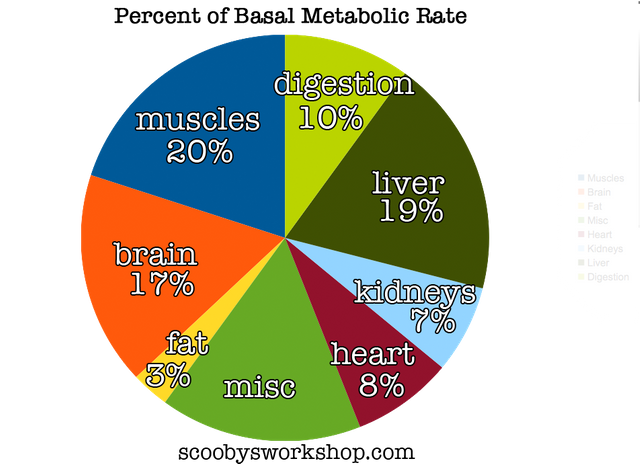 BMR-percent-muscles-fat-brain.png