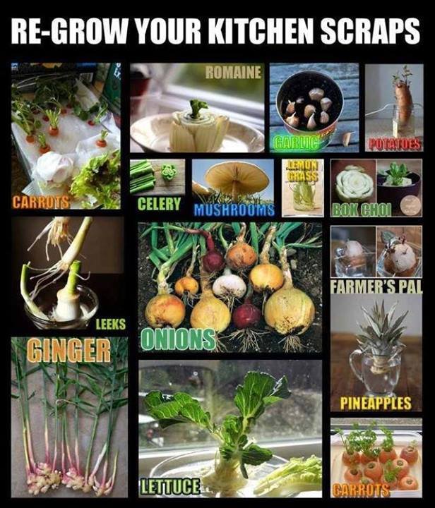 regrowing kitchen scraps - Copy.jpg