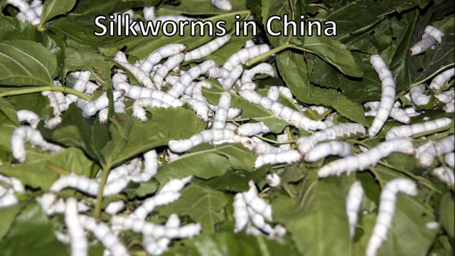 SILKwormChina.jpg