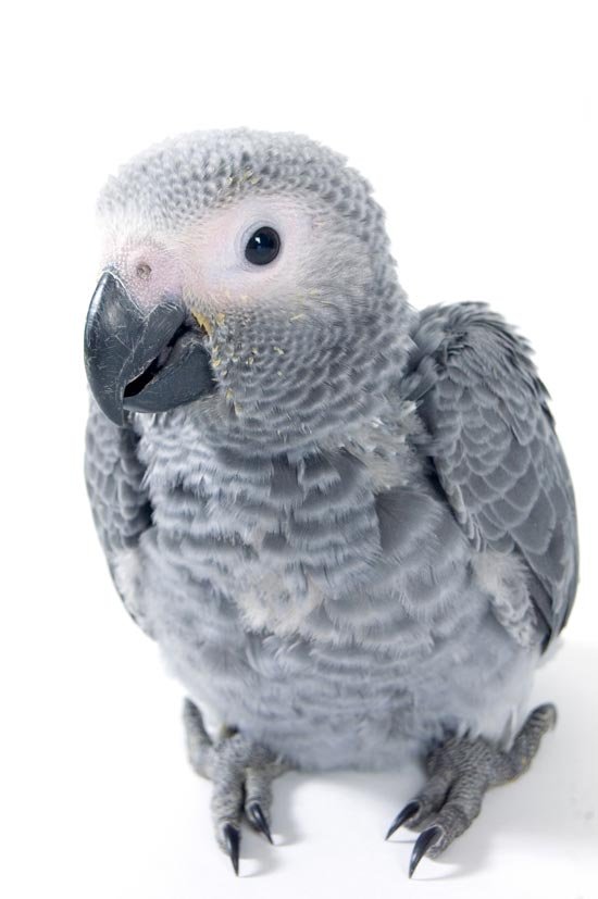 blog_lw_teaching_baby_parrots_baby_afgrey550w.jpg