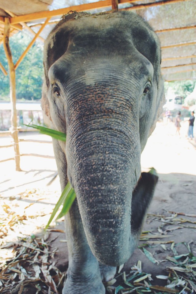 elephant sanctuary 20.JPG