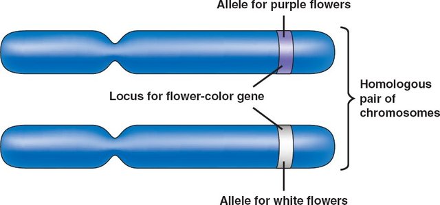 Alleles.jpg