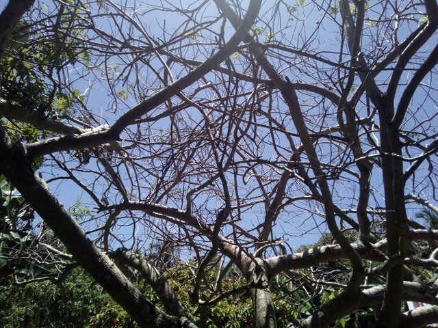 tree1.jpg
