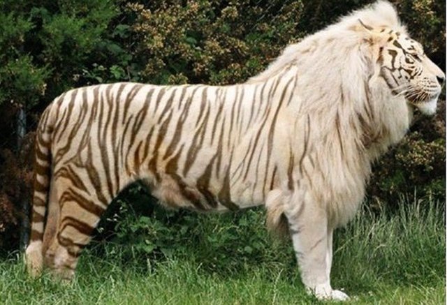 Tigon (Male Tiger + Female Lion).jpg