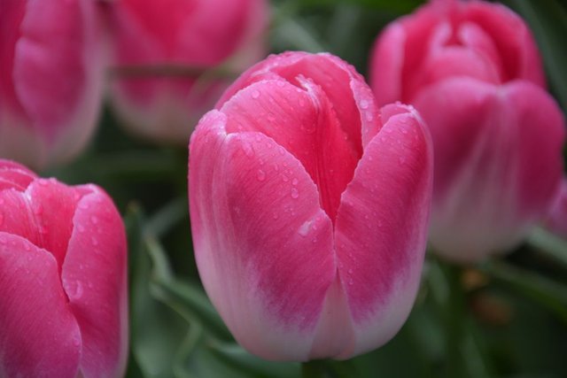 Gambar Bunga Tulip Berwarna Koleksi Gambar Bunga