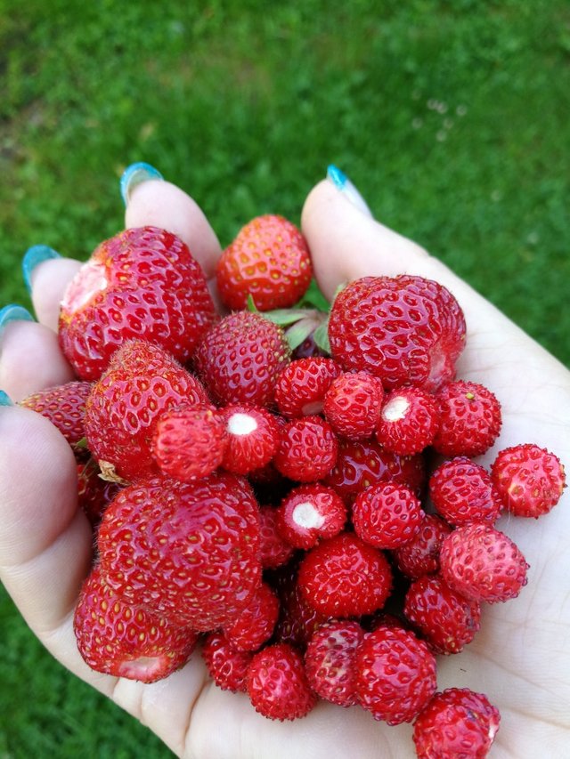 Erdbeeren.jpg