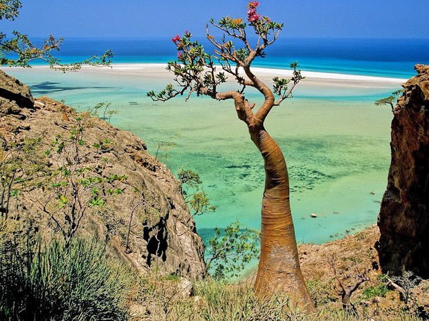 Socotra-Island-in-Yemen-9.jpg
