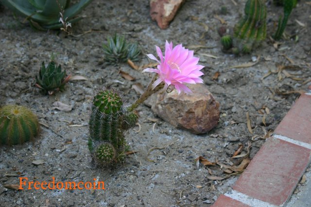 cacti ball flower and peas 007.jpg