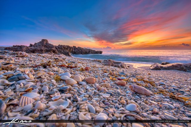 Seashells-at-Jupiter-Island-Beach-Sunrise-Over-Ocean.jpg