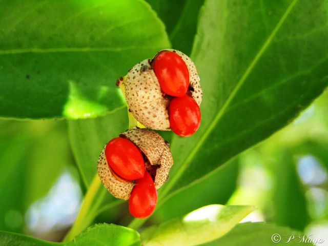 red w nature.PNG