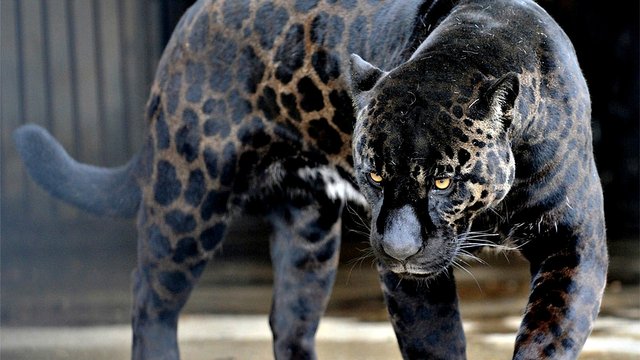 Jaglion (Male Jaguar + Female Lion).jpg