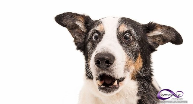 -evocative-pet-photography-jake-surprised-border-collie-dog-edp-epy7470-pet-portraits-studio-sessions.jpg