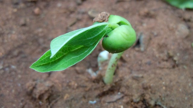 (Canavalia_lineata)_sprout_at_Madhurawada.JPG