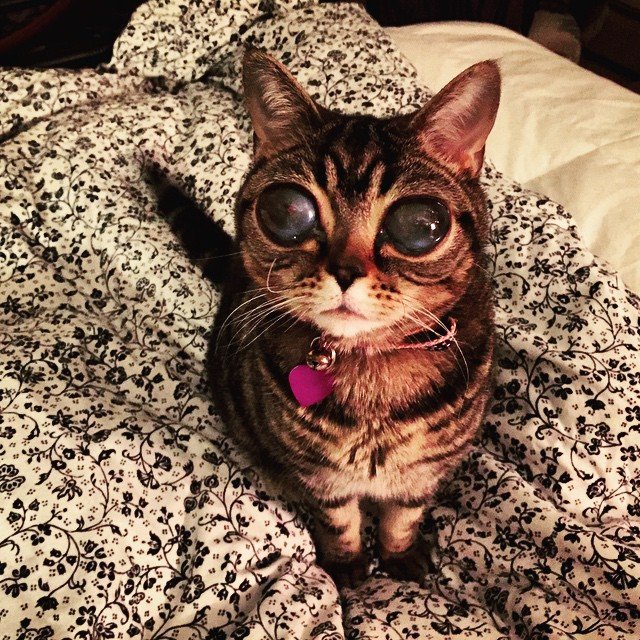 Matilda, the cat with 'alien eyes'.jpg
