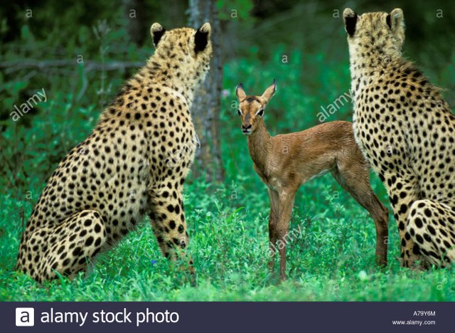 cheetah-youngsters-with-a-live-impala-fawn-which-they-have-caught-A79Y6M (1).jpg