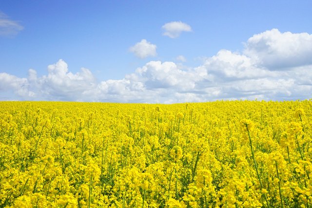 field-of-rapeseeds-474558_1280.jpg