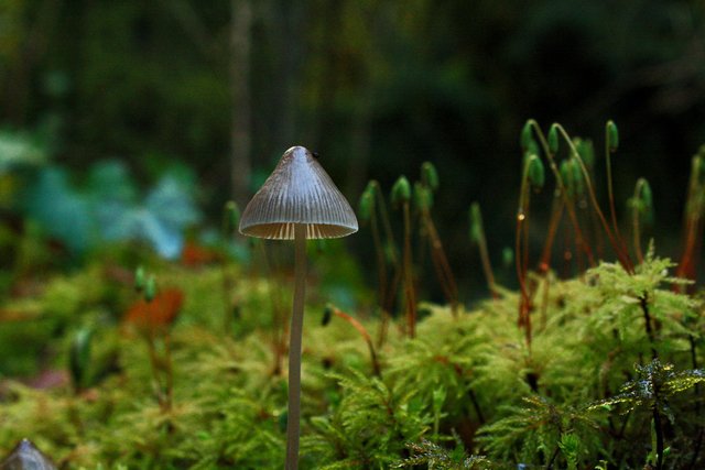 OR_PDX_ ForestPark_2_16_2010_Mushrooms_Mycena_sp.jpg