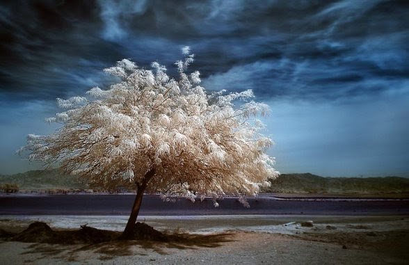 A-beautiful-white-tree.jpg