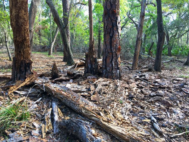 Decayed Trees.jpg