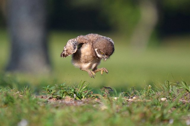 Baby-owl-learning-to-fly-photo-by-Peter-Brannon.jpg