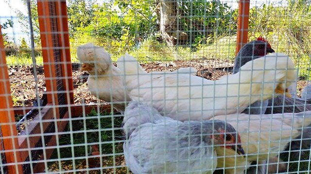 chickens4sept12.jpg