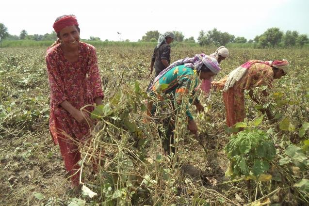 women_harverst_crops_in_fields_0.jpg