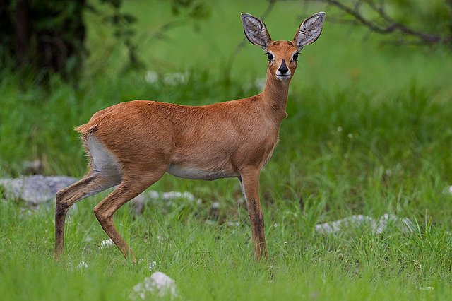 800px-2012-Steenbok-female.jpg