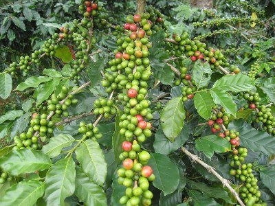 buah-kopi-excelsa.jpg