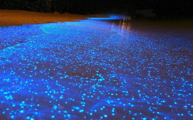 algas-bioluminiscentes.jpg