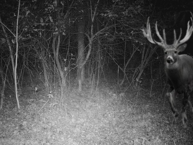 Buckprank.jpg