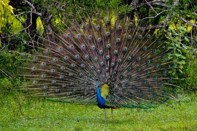 Camping_at_yala_national_park01-1024x683.jpg