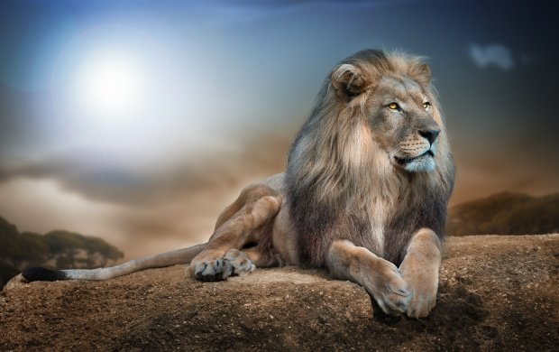 king_of_beasts_lion-t3.jpg
