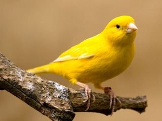 canari.jpg