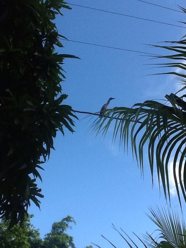 Bird on a wire