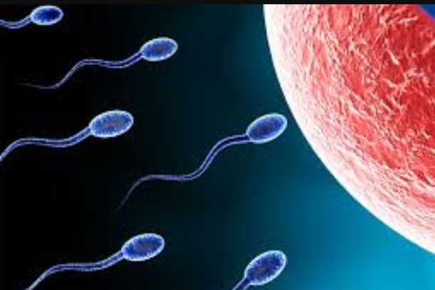Male Fertility Eating This Type Of Chips Could Boost Your Sperm Count — Steemit
