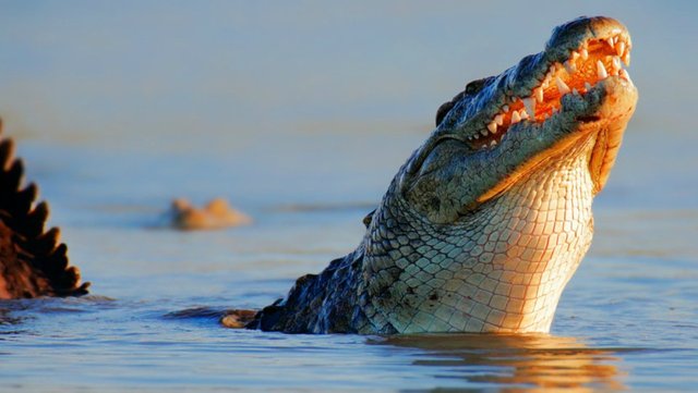 nile-crocodile-lg.jpg