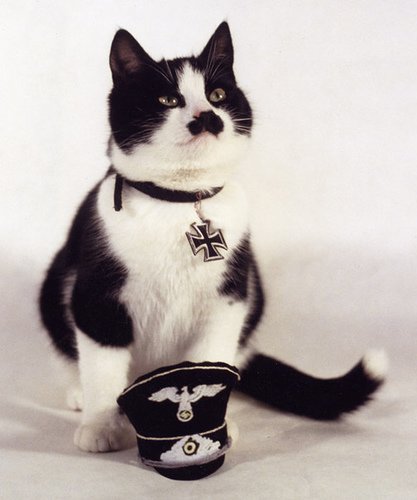 kitler_Cats_that_look_like_Hitler-s417x500-42886.jpg