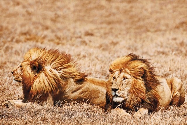 lions-at-namiri-plains-serengeti-national-park-tanzania-conde-nast-traveller-21nov14-oliver-pilcher.jpg